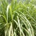 香茅草种子四季种室外庭院易活草籽进口香水茅柠檬草驱蚊香草