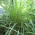 香茅草种子四季种室外庭院易活草籽进口香水茅柠檬草驱蚊香草