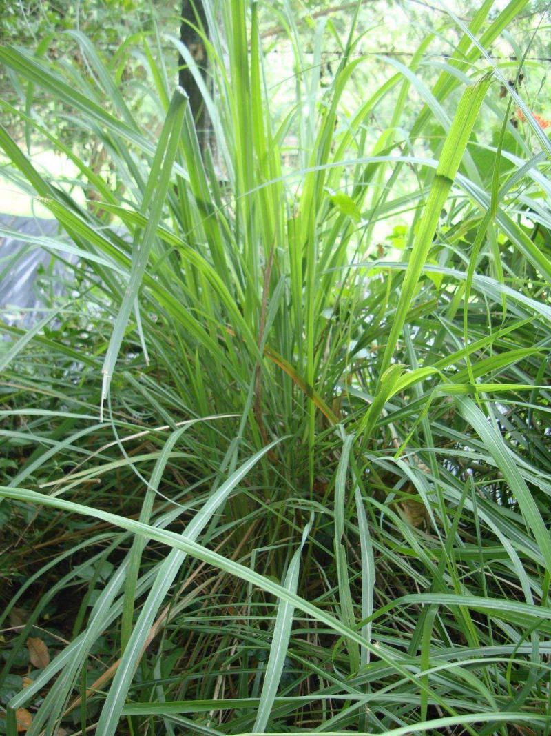 香茅草种子四季种室外庭院易活草籽进口香水茅柠檬草驱蚊香草