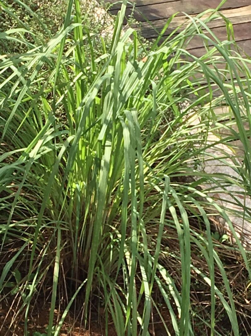香茅草种子四季种室外庭院易活草籽进口香水茅柠檬草驱蚊香草