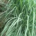 香茅草种子四季种室外庭院易活草籽进口香水茅柠檬草驱蚊香草