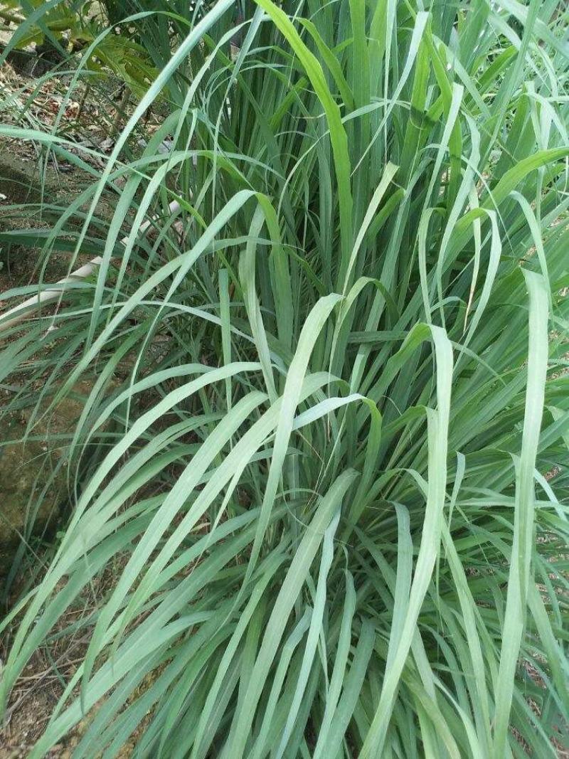 香茅草种子四季种室外庭院易活草籽进口香水茅柠檬草驱蚊香草