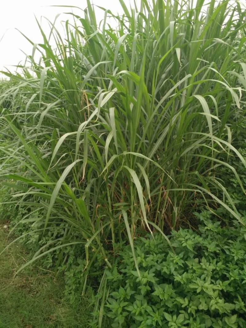 香茅草种子四季种室外庭院易活草籽进口香水茅柠檬草驱蚊香草