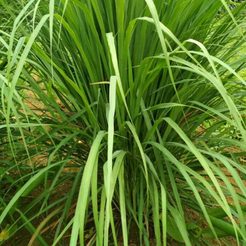 香茅草种子四季种室外庭院易活草籽进口香水茅柠檬草驱蚊香草