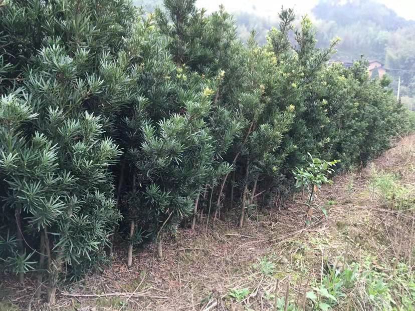 罗汉松苗木基地全景