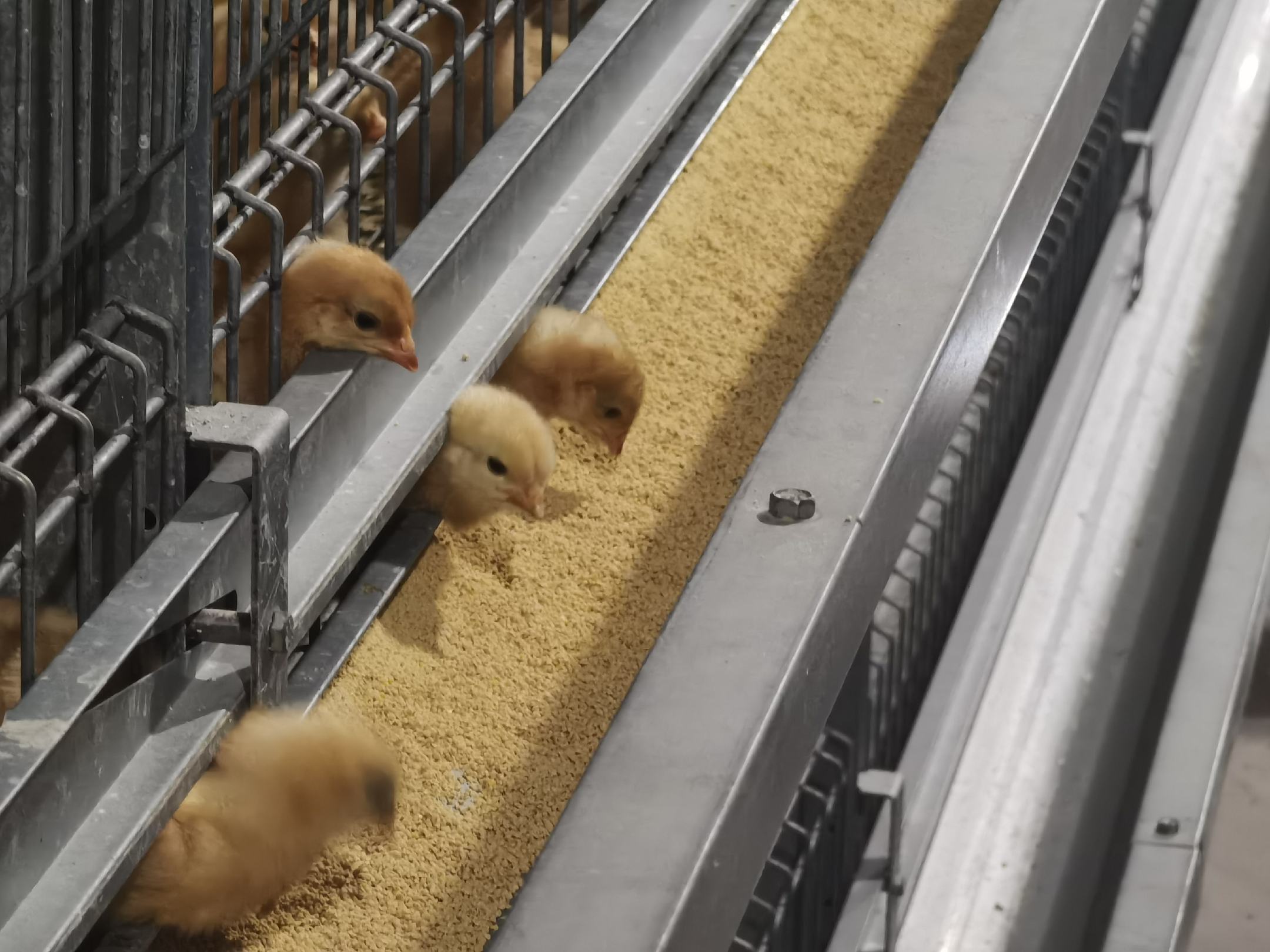 图示展示蛋鸡养殖场中兽医正在给鸡群注射抗生素 鸡蛋养殖过程中的抗生素使用