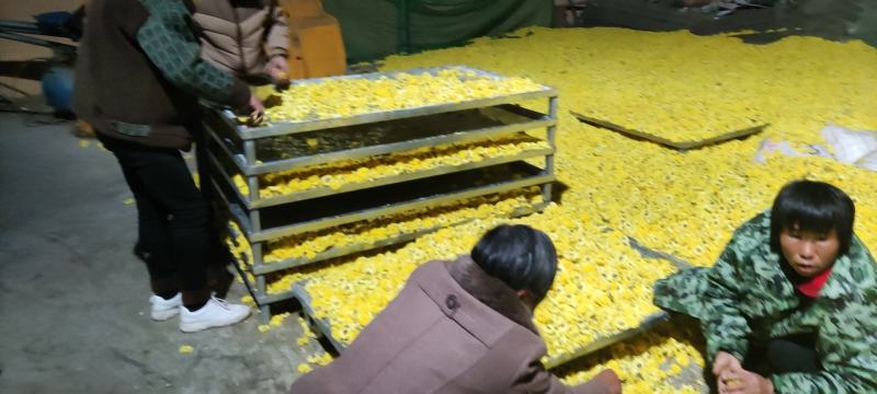 桂圆菊花欢迎新朋友加入购物车