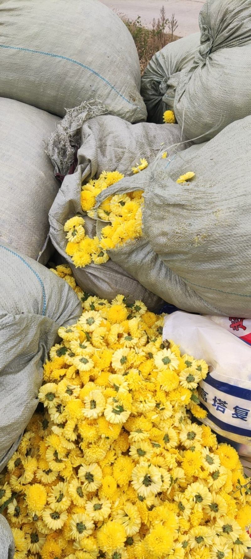 桂圆菊花欢迎新朋友加入购物车