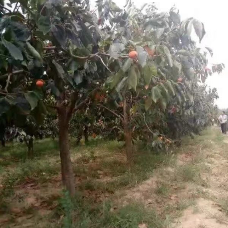 柿子树