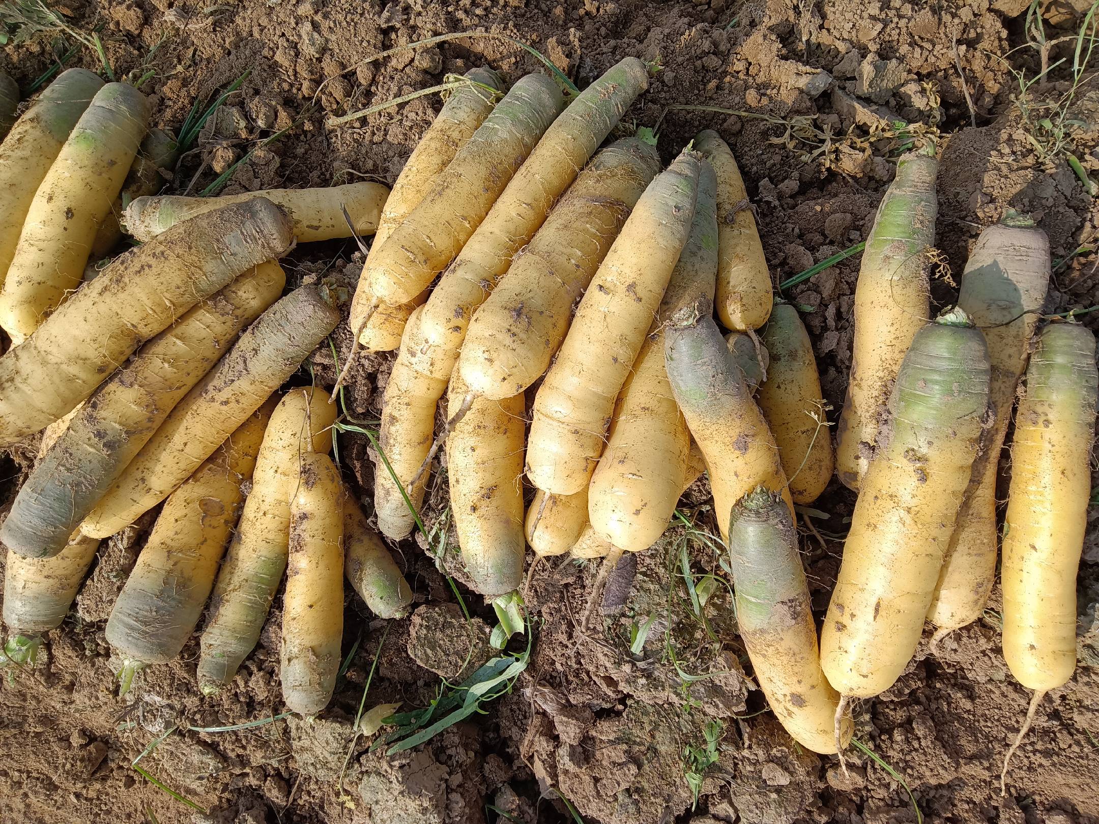 展示新鲜胡萝卜和黄瓜被清洗干净并切成均匀的小块 胡萝卜和黄瓜切块示意图