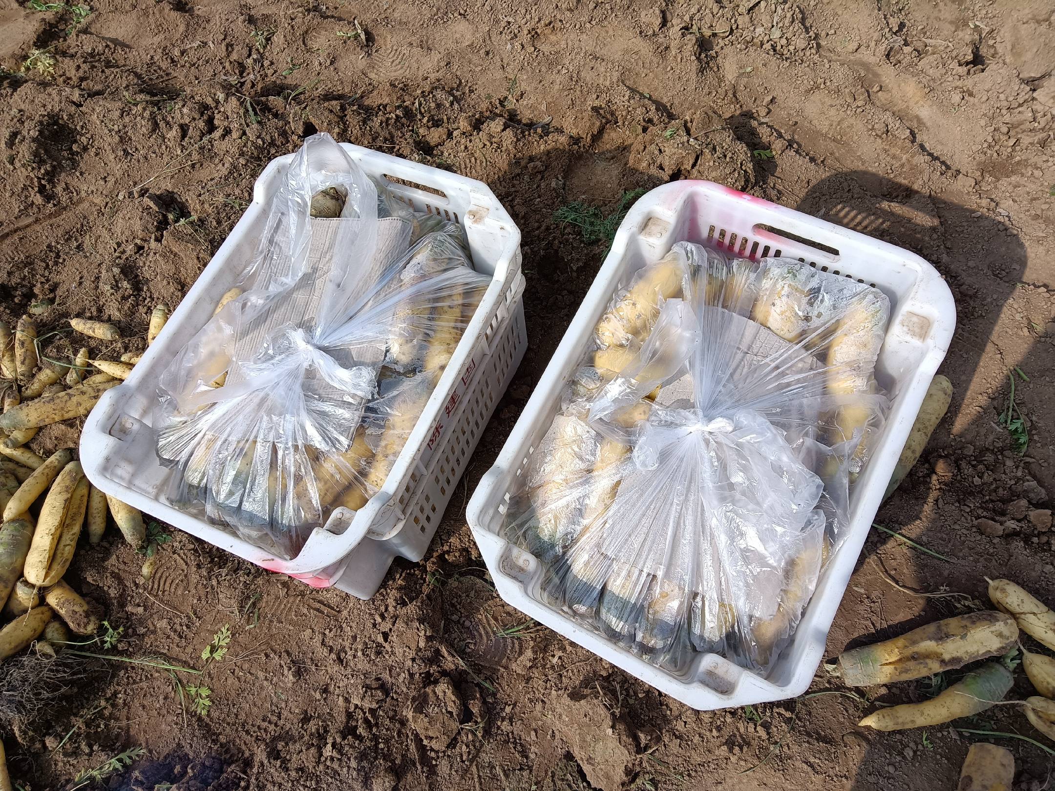 胡萝卜与黄瓜选购与储存技巧