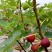 无花果种子四季庭院播种蜜果种子奶浆果文仙果树苗果树