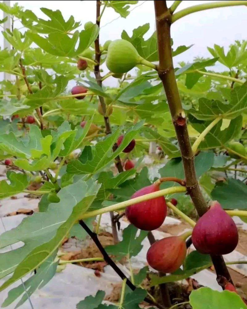 无花果种子四季庭院播种蜜果种子奶浆果文仙果树苗果树