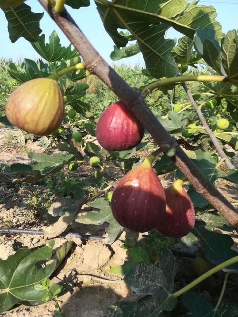 无花果种子四季庭院播种蜜果种子奶浆果文仙果树苗果树