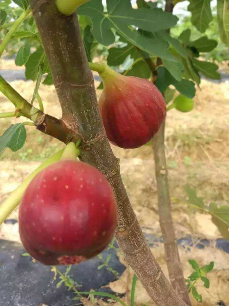 无花果种子四季庭院播种蜜果种子奶浆果文仙果树苗果树