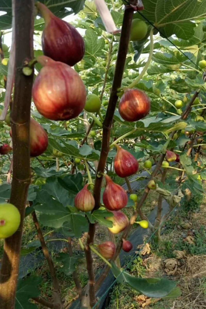 无花果种子四季庭院播种蜜果种子奶浆果文仙果树苗果树