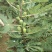 无花果种子四季庭院播种蜜果种子奶浆果文仙果树苗果树