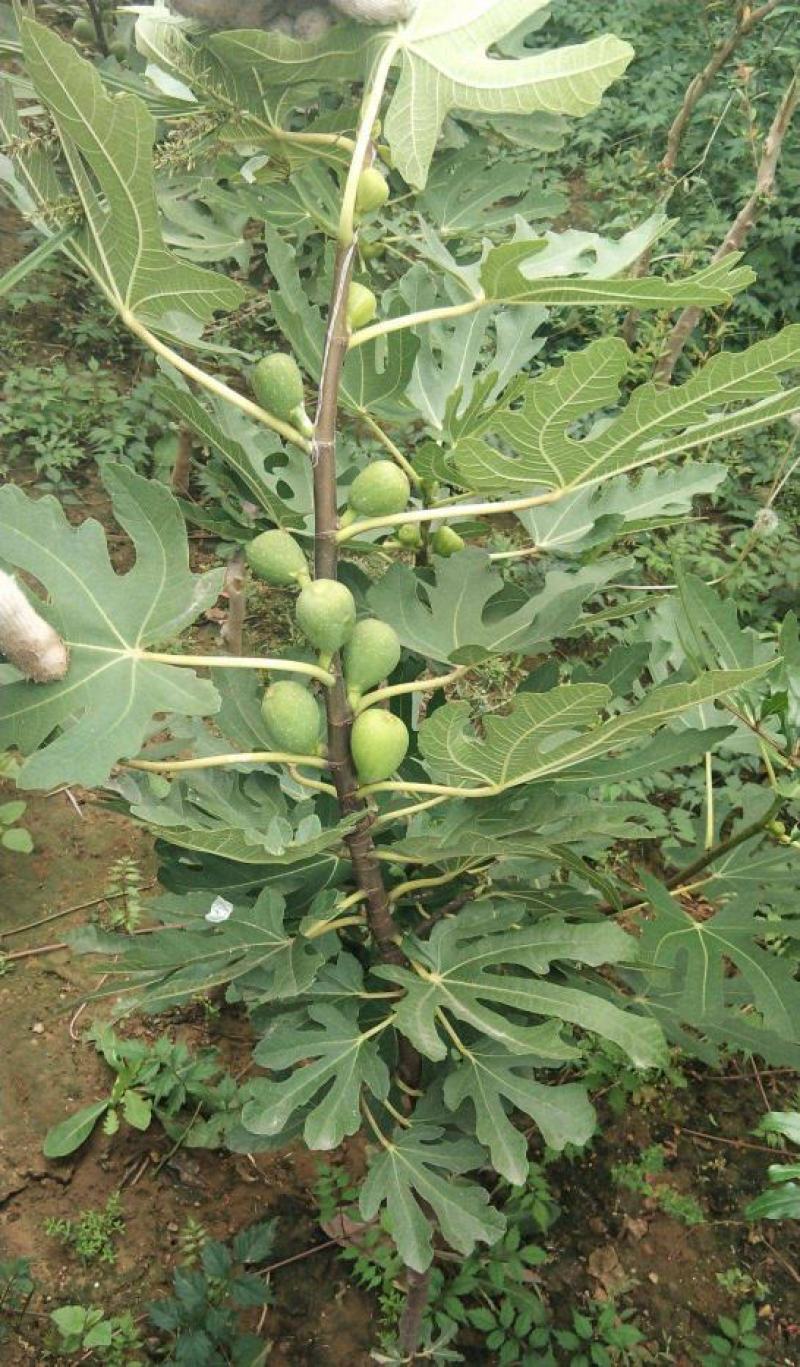无花果种子四季庭院播种蜜果种子奶浆果文仙果树苗果树