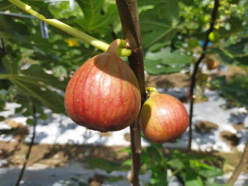 无花果种子四季庭院播种蜜果种子奶浆果文仙果树苗果树