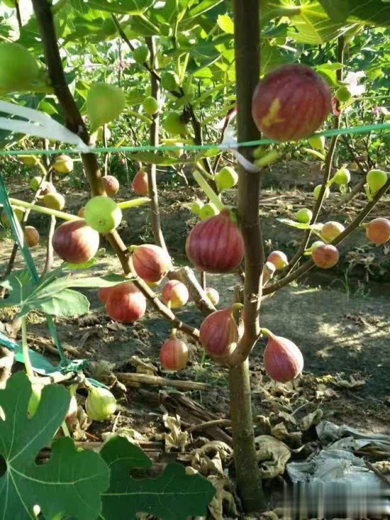 无花果种子四季庭院播种蜜果种子奶浆果文仙果树苗果树