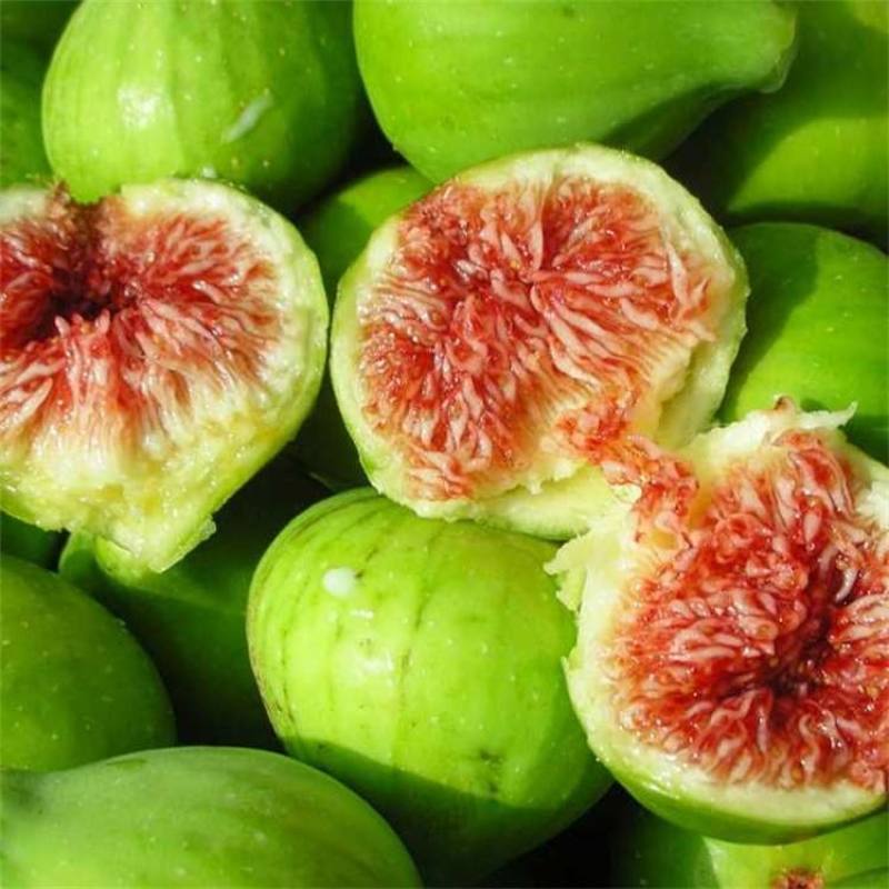 无花果种子四季庭院播种蜜果种子奶浆果文仙果树苗果树