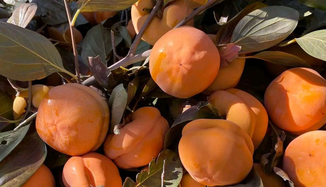 柿子与苹果搭配的水果拼盘