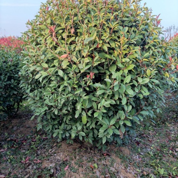 精品红叶石楠1.2一2.6米，自家一手货源，量大从优