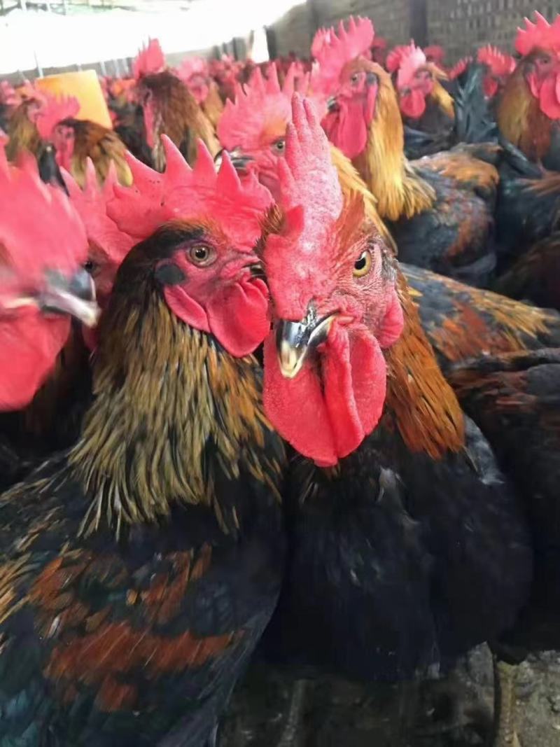 老母鸡老母鸡批发土母鸡散养老母鸡
