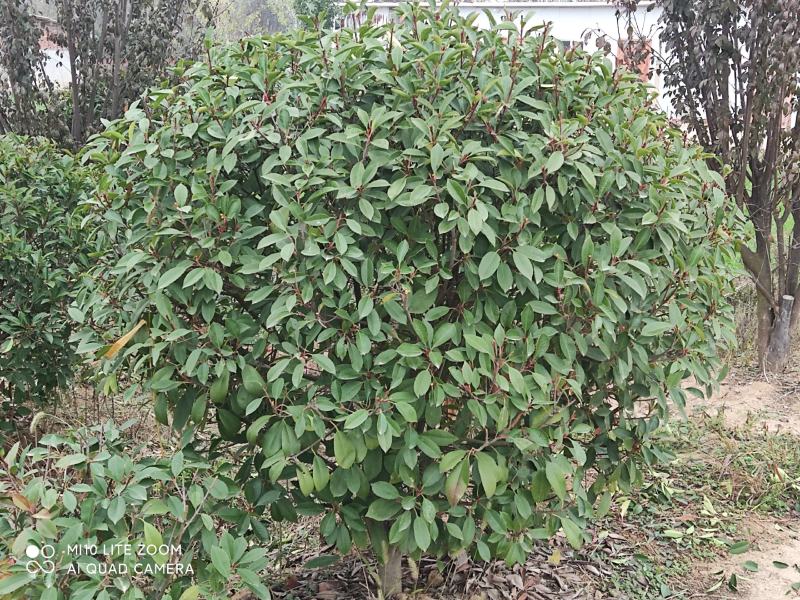 精品红叶石楠1.2一2.6米，自家一手货源，量大从优
