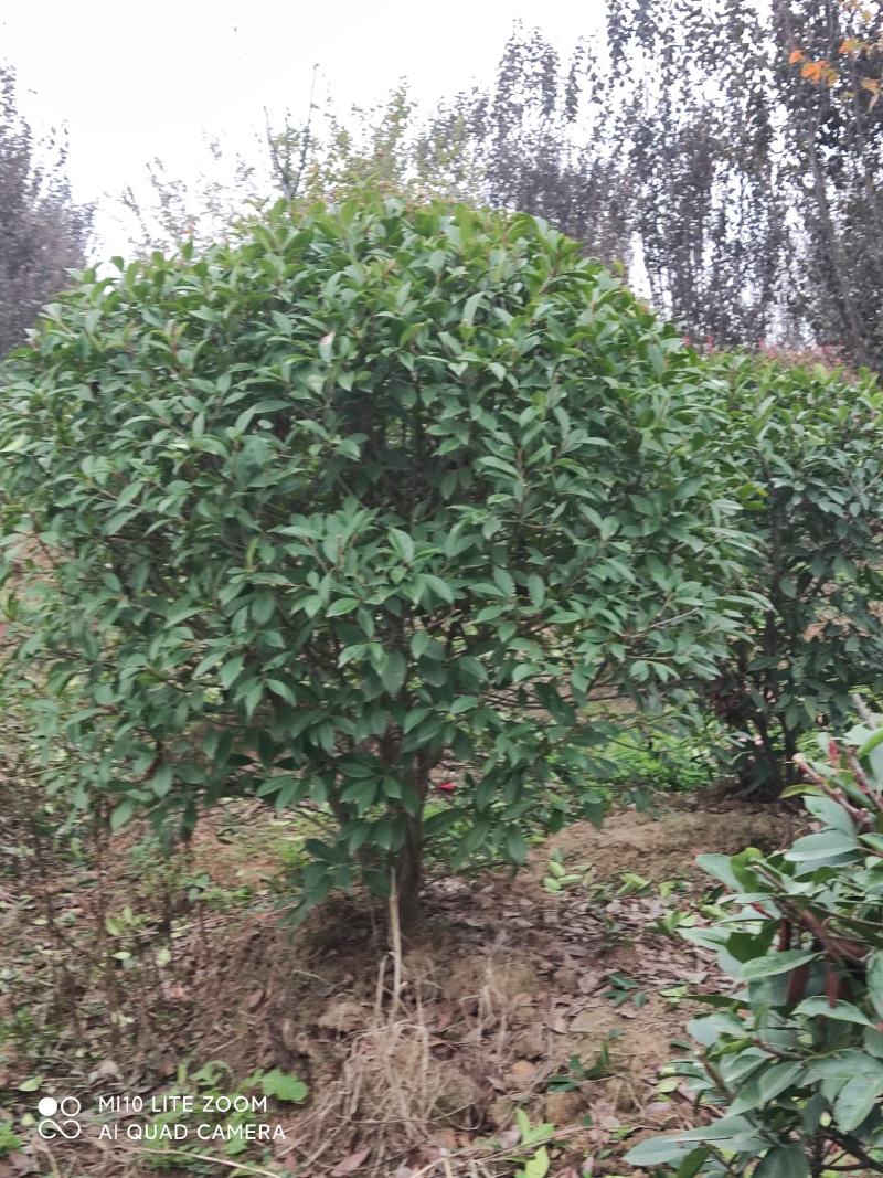 精品红叶石楠1.2一2.6米，自家一手货源，量大从优