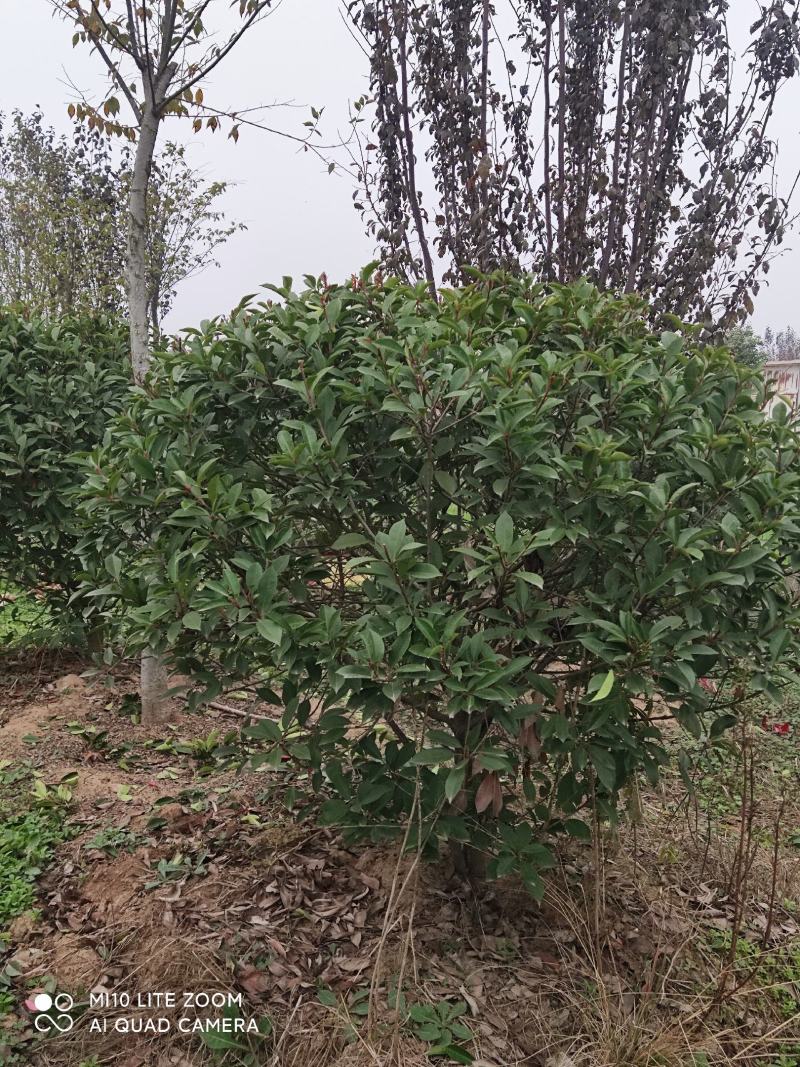 精品红叶石楠1.2一2.6米，自家一手货源，量大从优