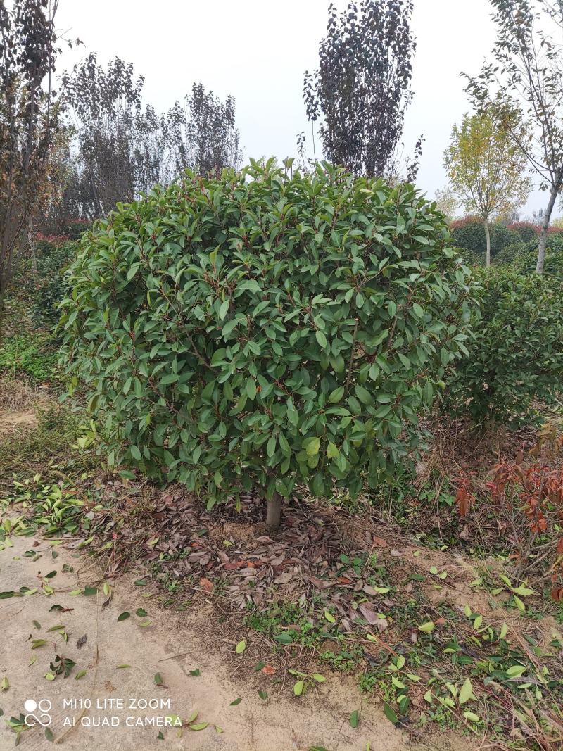 精品红叶石楠1.2一2.6米，自家一手货源，量大从优
