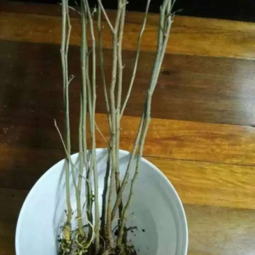 桑树