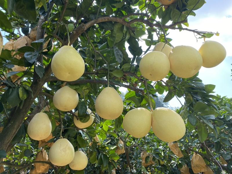 湖北精品贡水白柚，产地一手货源，可视频看货，欢迎来电联系