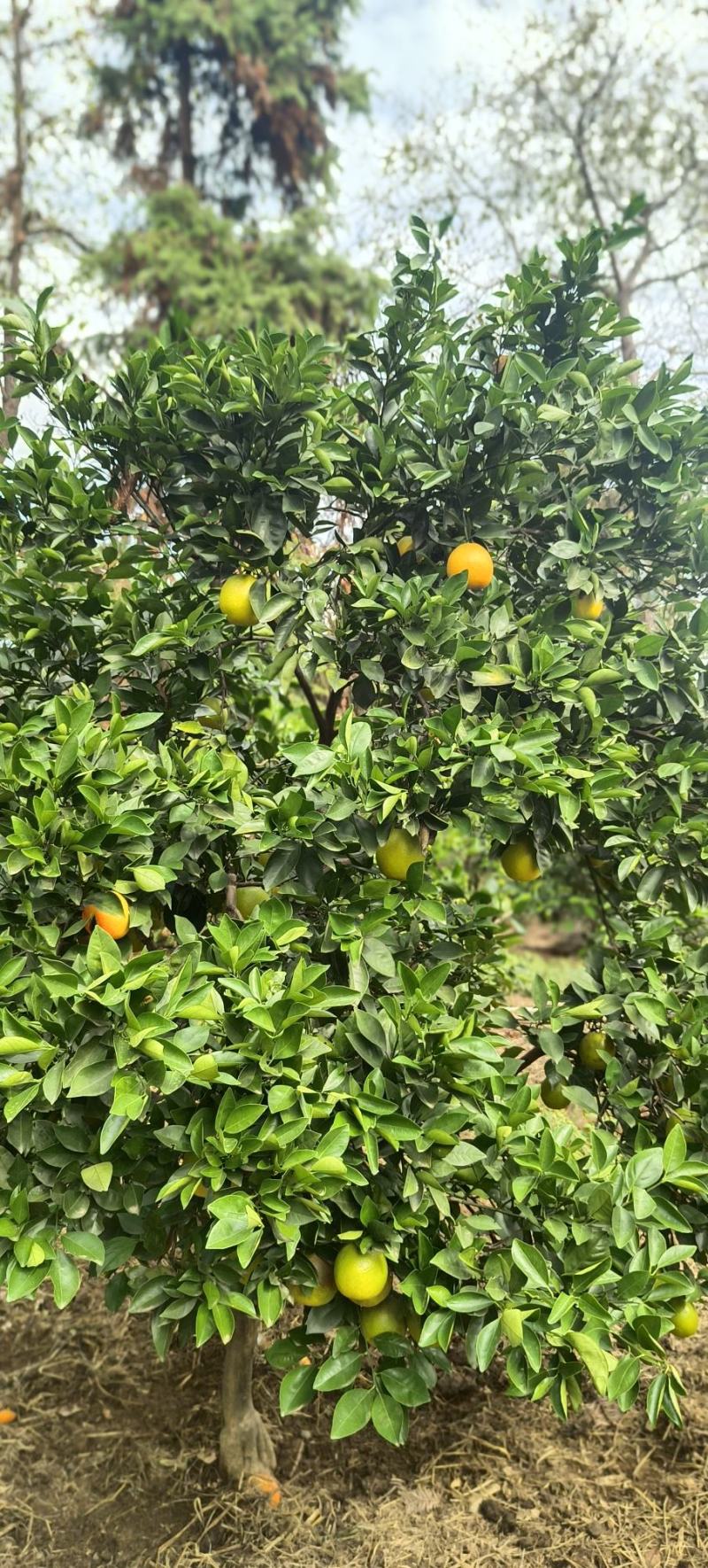 赣南脐橙
