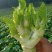 四川儿菜，眉山仁寿儿菜，儿菜，娃娃菜，孢子芥菜，早娃娃儿