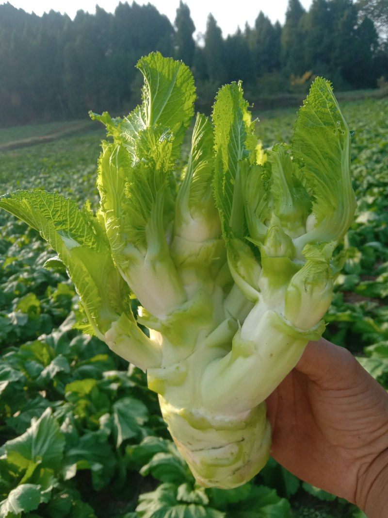 四川儿菜，眉山仁寿儿菜，儿菜，娃娃菜，孢子芥菜，早娃娃儿