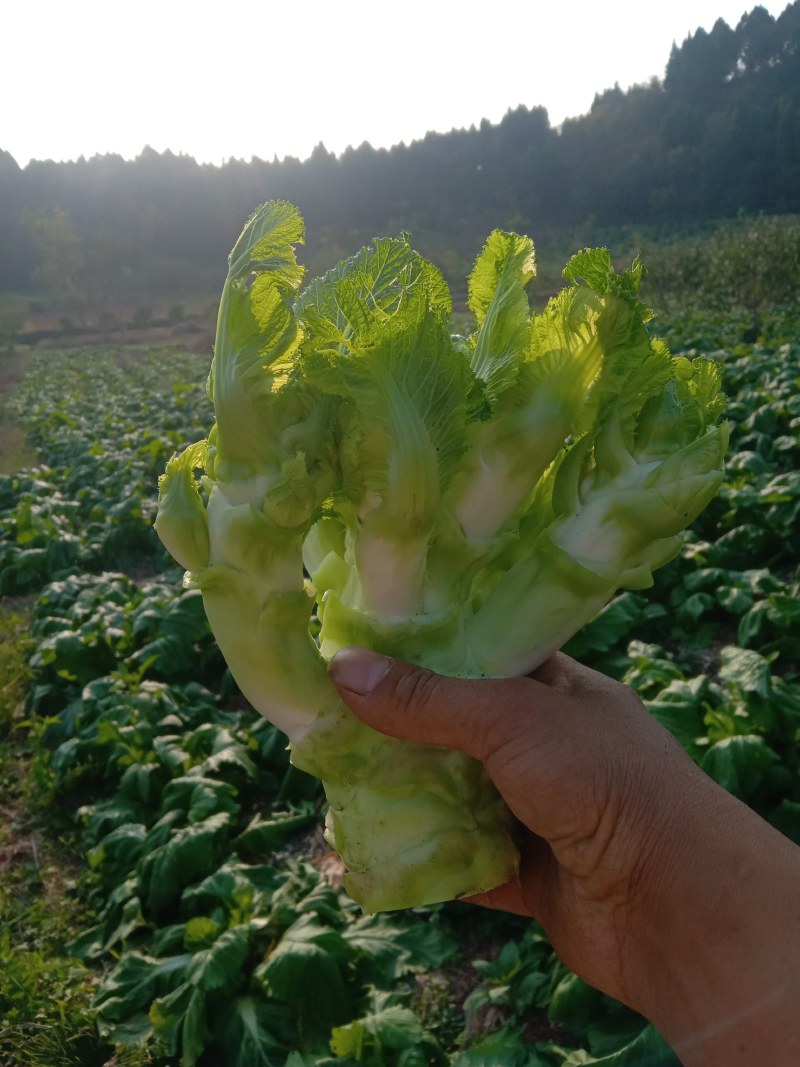 四川儿菜，眉山仁寿儿菜，儿菜，娃娃菜，孢子芥菜，早娃娃儿