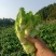 四川儿菜，眉山仁寿儿菜，儿菜，娃娃菜，孢子芥菜，早娃娃儿