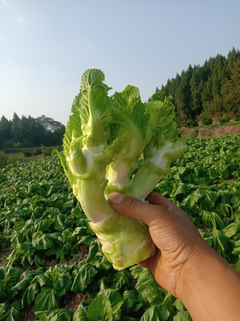 四川儿菜，眉山仁寿儿菜，儿菜，娃娃菜，孢子芥菜，早娃娃儿