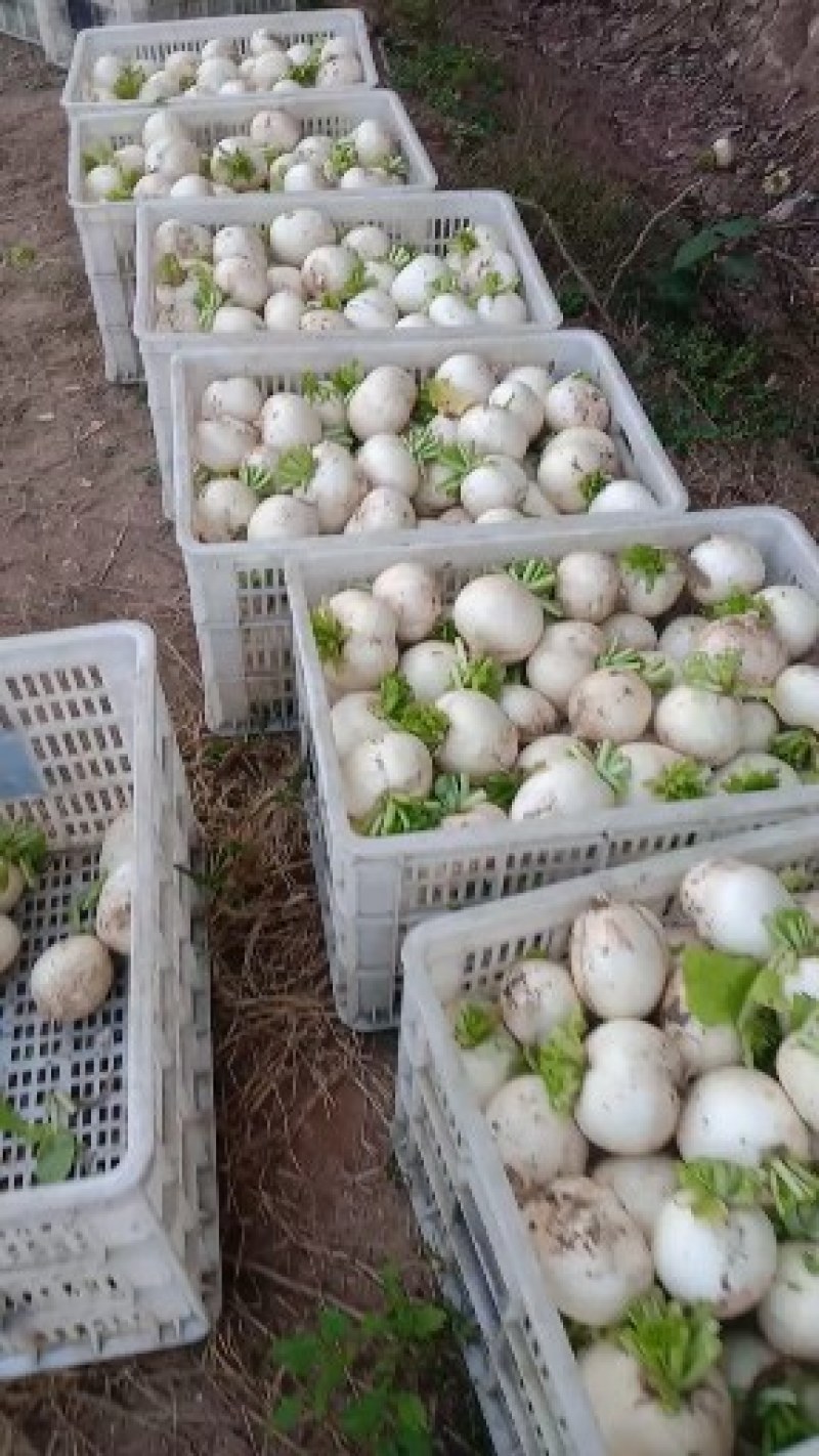 四川儿菜，眉山仁寿儿菜，儿菜，娃娃菜，孢子芥菜，早娃娃儿