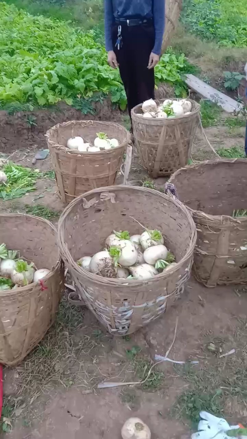 四川儿菜，眉山仁寿儿菜，儿菜，娃娃菜，孢子芥菜，早娃娃儿