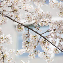 染井吉野樱花