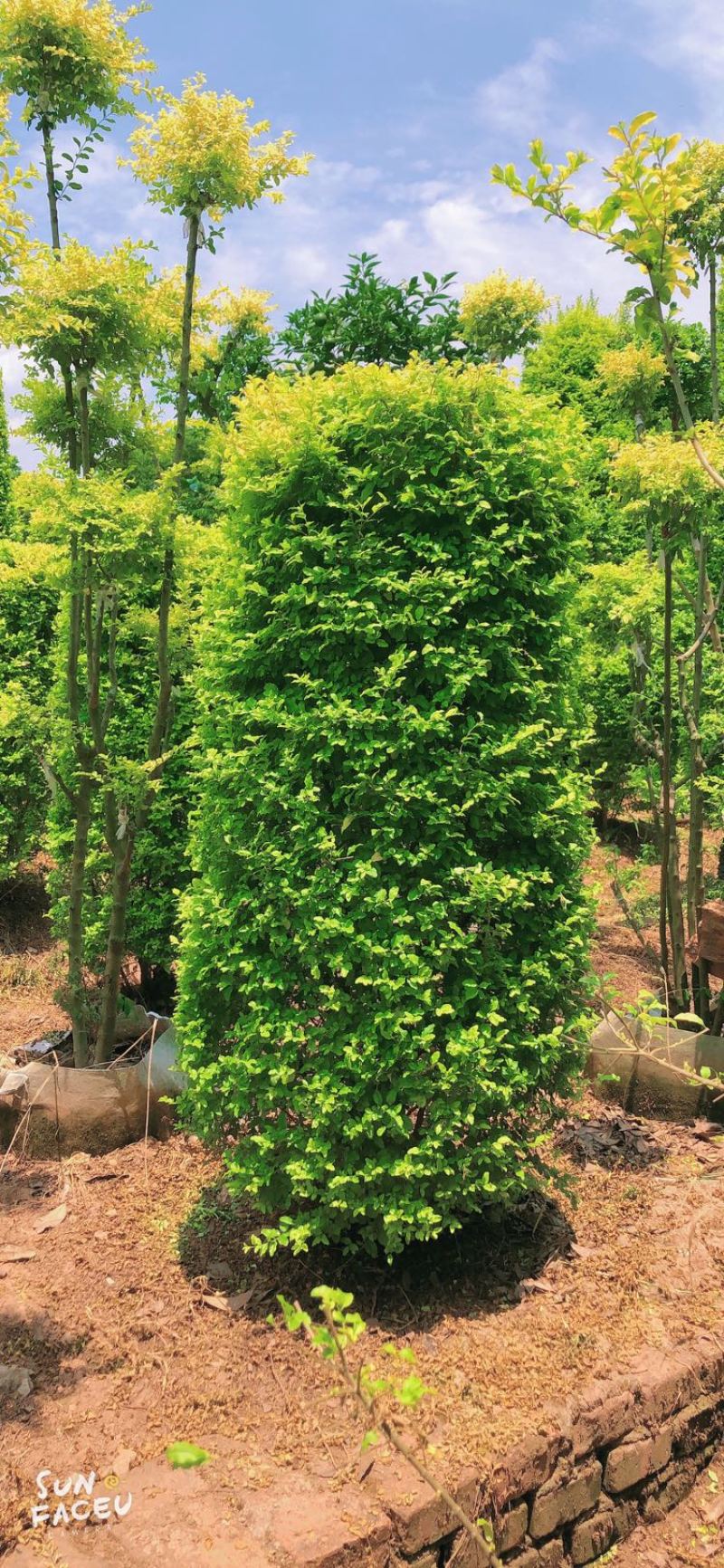 女贞亮晶造型五角星⭐️造型爱心🧡造型花瓶造型