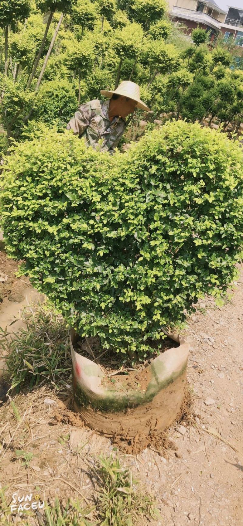 女贞亮晶造型五角星⭐️造型爱心🧡造型花瓶造型