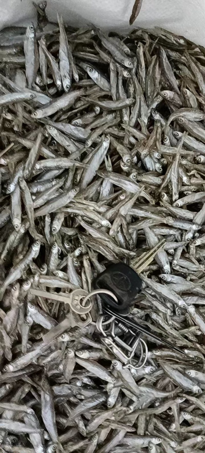 小鱼干