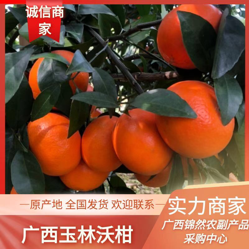 广西沃柑大量上市，产地直发颜色好，糖度够。