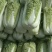 山东白菜黄心白菜大量现货产地直供量大从优欢迎咨询