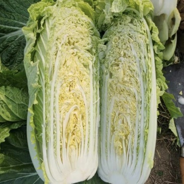 山东白菜黄心白菜大量现货产地直供量大从优欢迎咨询