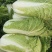 山东白菜黄心白菜大量现货产地直供量大从优欢迎咨询